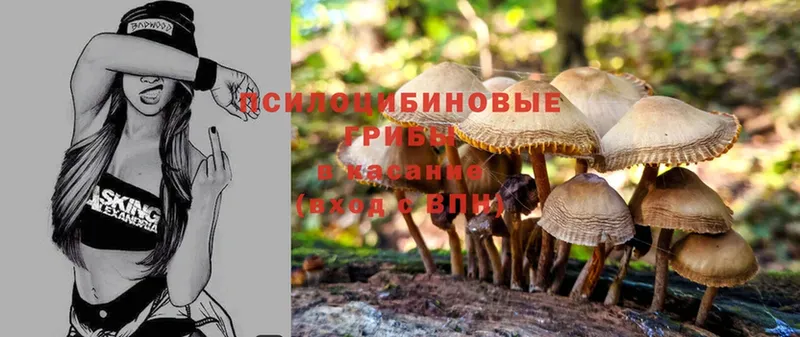 Псилоцибиновые грибы Psilocybe  Нелидово 